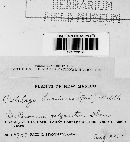 Ustilago bullata image