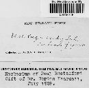 Ustilago hordei image