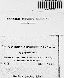 Farysia thuemenii image