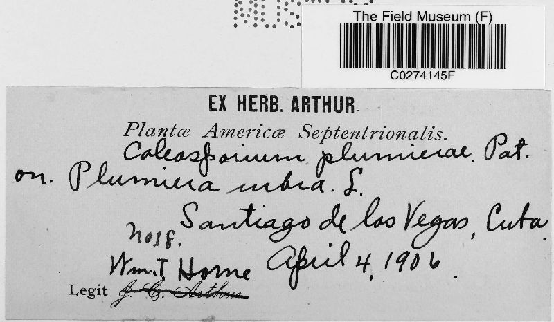 Coleosporium plumeriae image