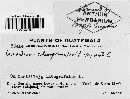 Cronartium coleosporioides image