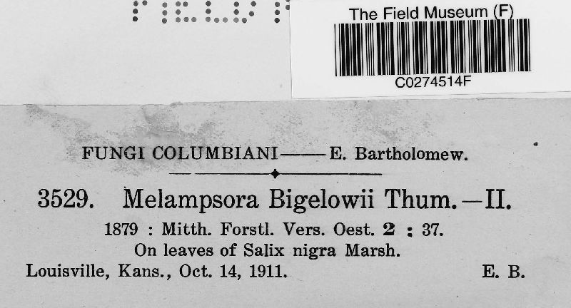Melampsora bigelowii image