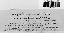 Melampsora hypericorum image