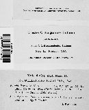 Melampsora ricini image