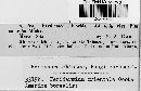 Peridermium orientale image
