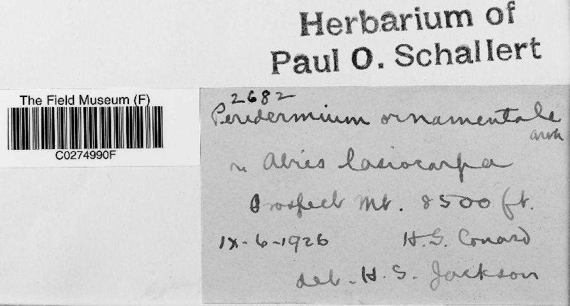 Peridermium ornamentale image