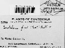 Media resource of Cerotelium fici