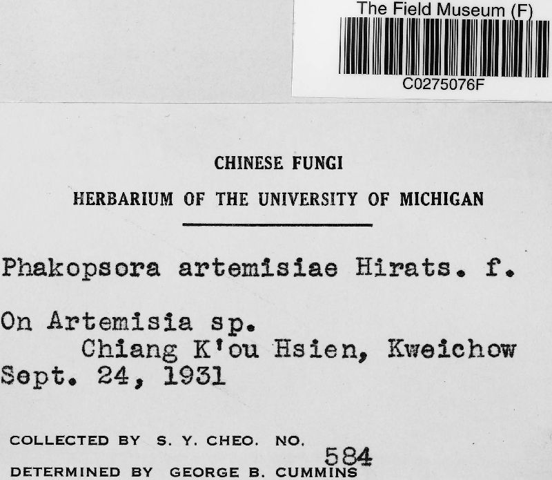 Phakopsora artemisiae image