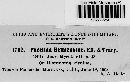 Puccinia hemizoniae image