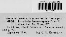 Puccinia heterospora image