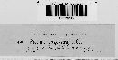 Puccinia recondita image