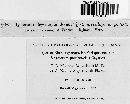 Sporomega degenerans image