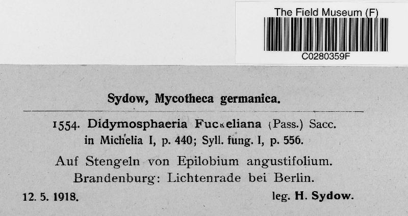 Discostroma tostum image