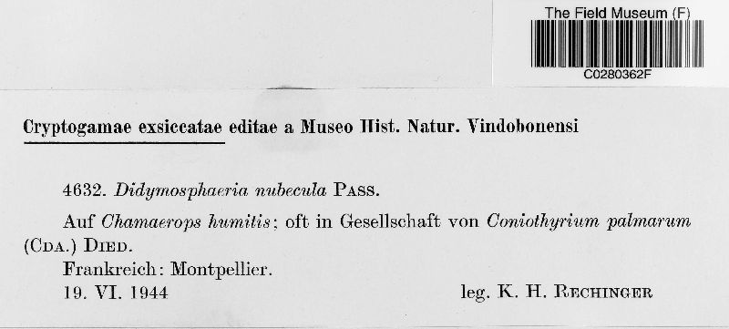 Didymosphaeria nubecula image