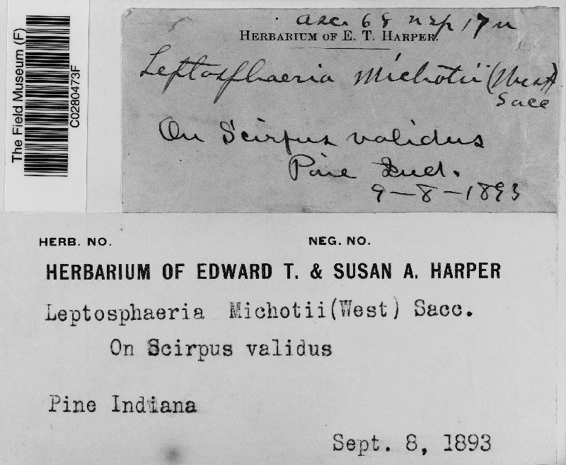 Leptosphaeria michotii image