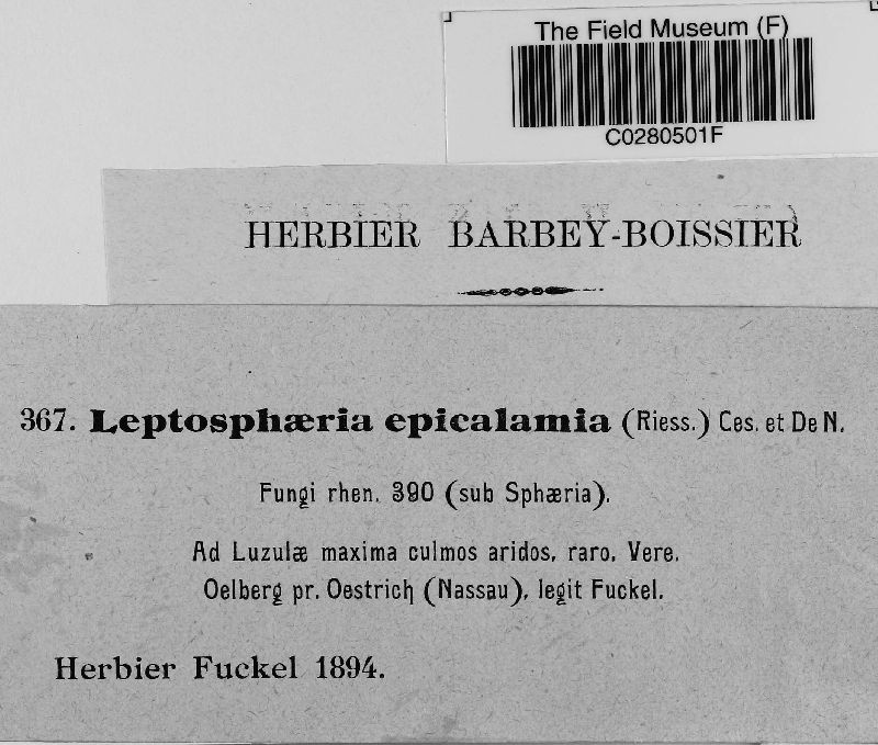 Leptosphaeria epicalamia image