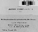 Leptosphaeria epicalamia image