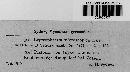 Thumbnail image of current specimen