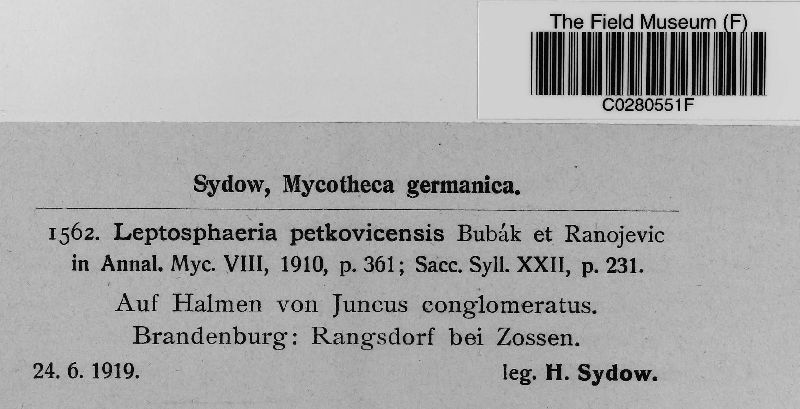 Leptosphaeria petkovicensis image