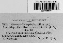 Media resource of Amphisphaeria bufonia