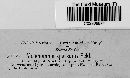 Melanomma sparsum image