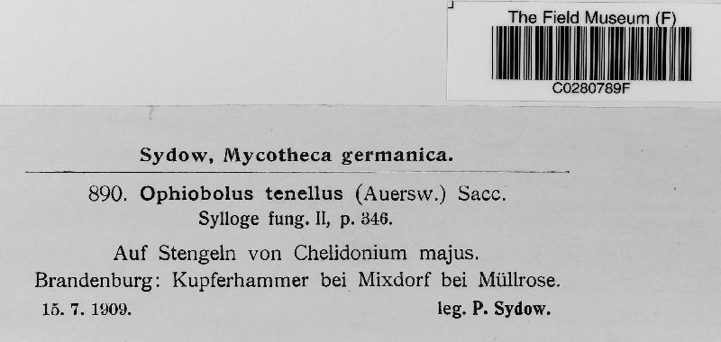 Ophiobolus tenellus image