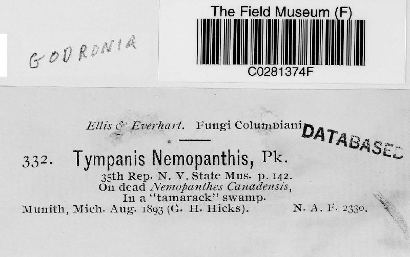 Godronia nemopanthis image