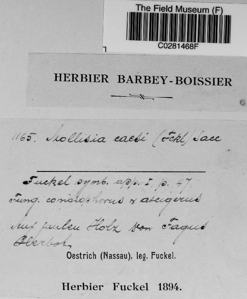 Mollisia caesia image