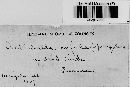 Rhytidhysteron rufulum image