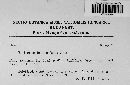 Media resource of Cudonia confusa