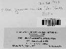 Microglossum viride image