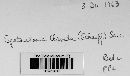 Spathularia flavida image