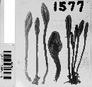 Trichoglossum hirsutum image