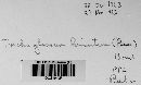 Trichoglossum hirsutum image