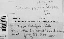 Media resource of Lachnum pygmaeum