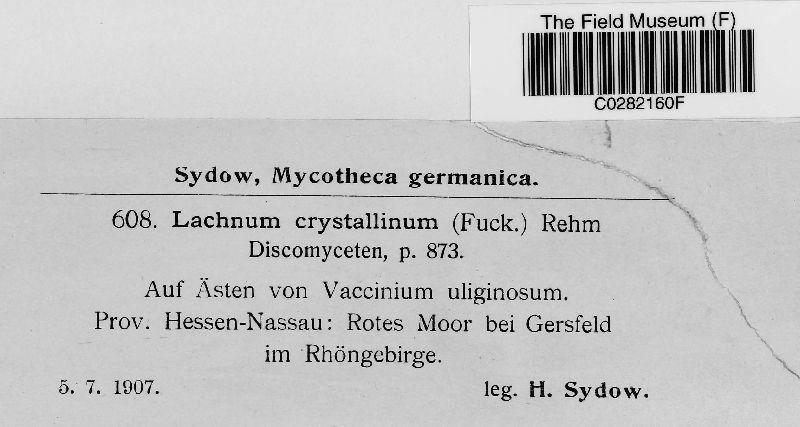 Lachnum crystallinum image