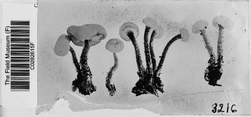 Cudoniella clavus image
