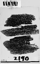 Orbilia coccinella image