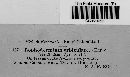 Lophodermium orbiculare image
