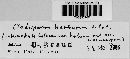Cladosporium herbarum image