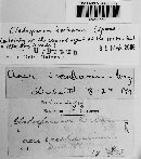 Cladosporium herbarum image