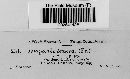 Media resource of Allantoporthe decedens