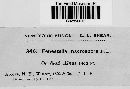 Media resource of Fenestella macrospora