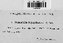 Media resource of Fenestella bipapillata