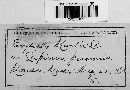 Erysiphe martii image