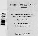 Erysiphe martii image