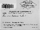 Puccinia fuirenae image