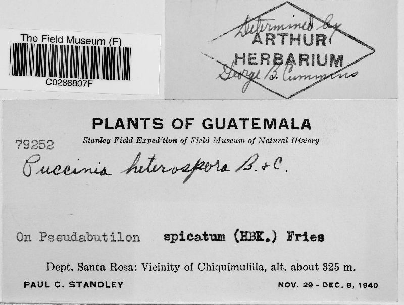 Puccinia heterospora image