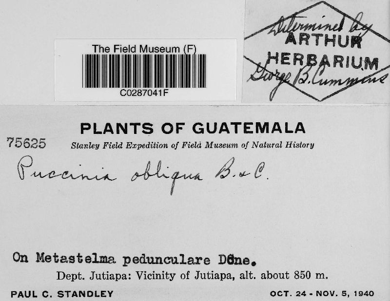 Puccinia obliqua image