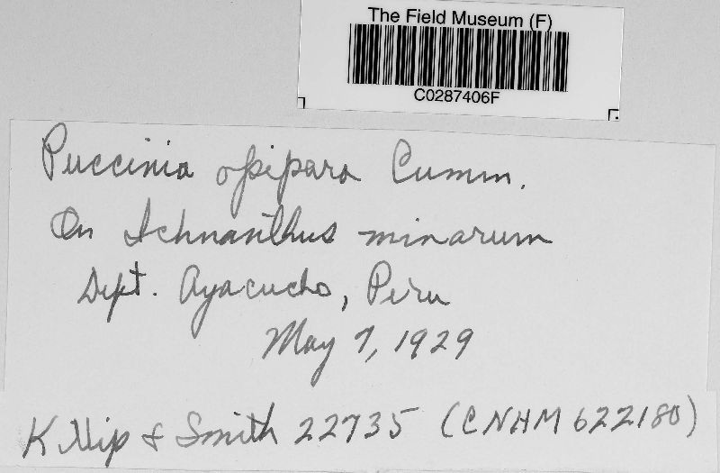 Puccinia opipara image